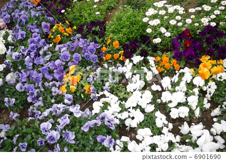 A flowerbed blooming with three color violets 6901690
