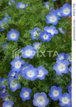 Nemophila(Ruri arabesque) Nemophila(Ruri arabesque) 6901706