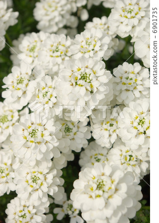 Iberis·Senpavilence白花 Iberis·Senpavilence白花 6901735