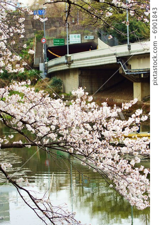 Spring landscape · Cherry blossoms at Venkei moat scattered with Grand Prince Hotel Akasaka · Vertical position 6901843