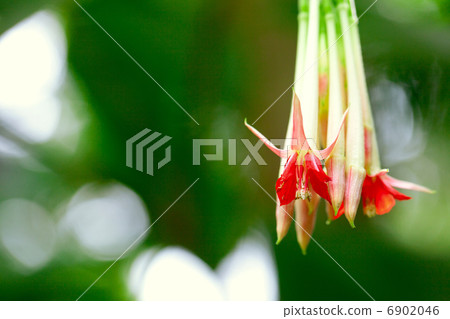 beautiful fuchsia flower on a tree branch 6902046