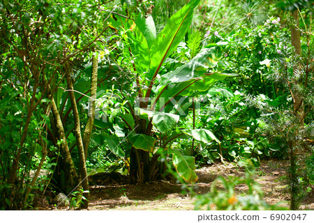 trees and palm in the jungle 6902047