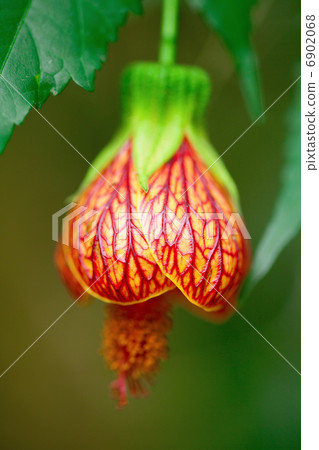 beautiful flower of abutilon close-up beautiful flower of abutilon close-up 6902068