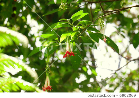 trees,flowers and palms in the jungle 6902069