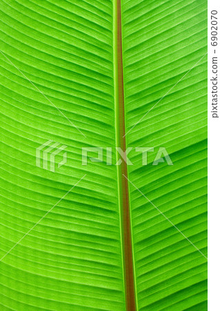 macro background of green leaf macro background of green leaf 6902070
