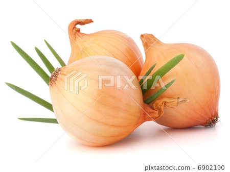 Onion vegetable 6902190