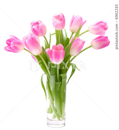 Pink tulips bouquet in vase isolated on white background 6902285