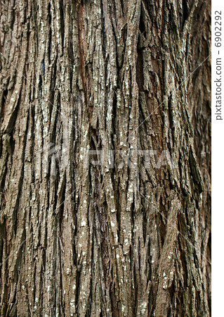 background of bark tree 6902292
