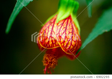 beautiful flower of abutilon close-up 6902293