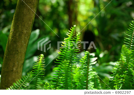 fern in the rainforest 6902297