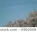  Cherry blossoms and blue sky 6902608