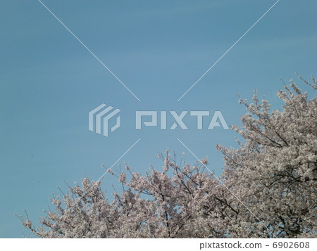 Cherry blossoms and blue sky Cherry blossoms and blue sky 6902608