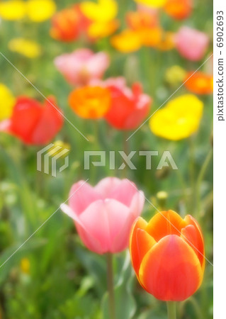鬱金香和冰島罌粟五顏六色的花園 鬱金香和冰島罌粟五顏六色的花園 6902693
