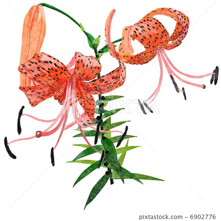 Kisori Onigaru 6902776