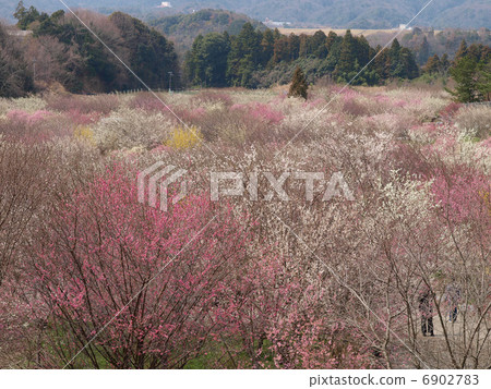 Inabe City Agricultural Park · Bairin Park (view) Inabe City Agricultural Park · Bairin Park (view) 6902783