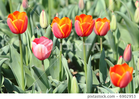 The blooming of a red tulip 6902953