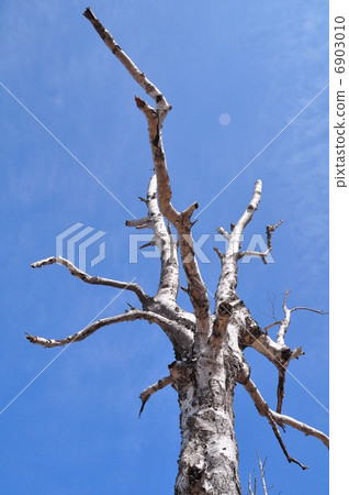 白樺樹死的樹 白樺樹死的樹 6903010