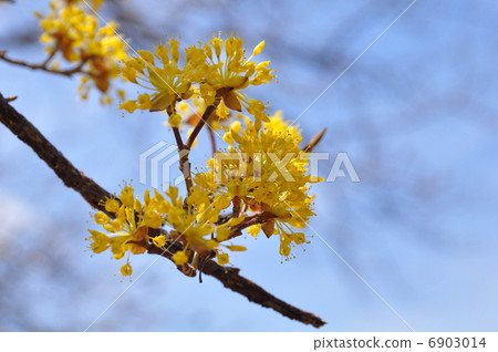 山枳殼 山枳殼 6903014