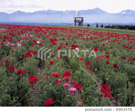 花土地Kamiflatan 花土地Kamiflatan 6903478