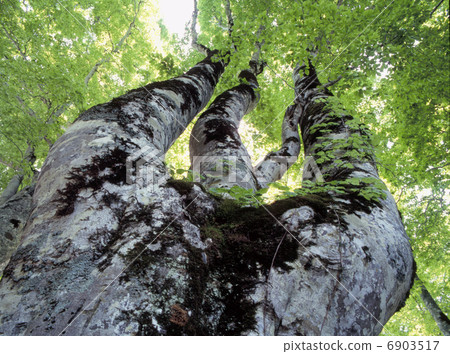 Great beech in Kayano Hei Great beech in Kayano Hei 6903517