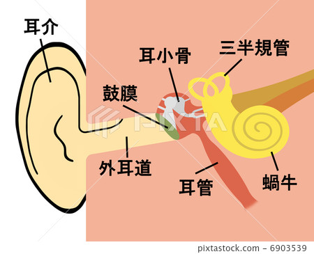 Ear structure 6903539