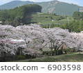 Cherry blossoms of Oigawa 6903598