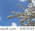 Cherry blossoms of Oigawa 6903599