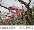 Kenrokuen 6903605