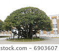Shikino 6903607