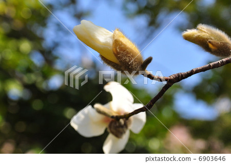 破舊的蓓蕾 6903646
