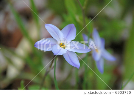 可愛的野花，日本花 6903750