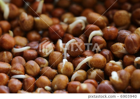 豌豆的萌芽 豌豆的萌芽 6903940