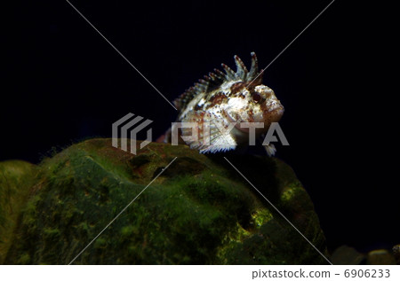 Haokoze Haokoze 6906233