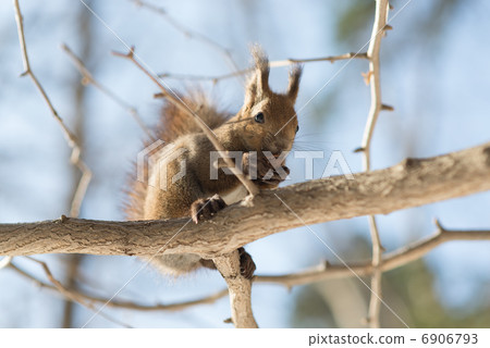 Ezolith吃onigirumi Ezolith吃onigirumi 6906793