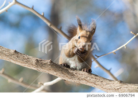 Ezolith吃onigirumi 6906794