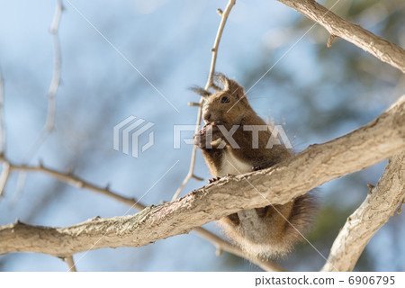 Ezolith吃onigirumi 6906795