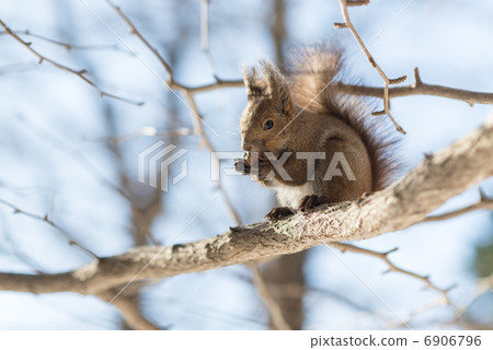 Ezolith to eat onigirumi 6906796