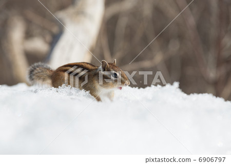 冬天海松鼠 冬天海松鼠 6906797