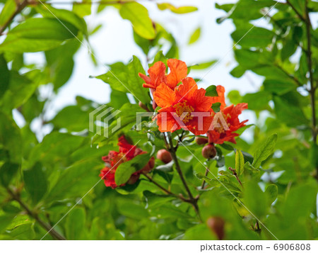 Pomegranate flower 6906808