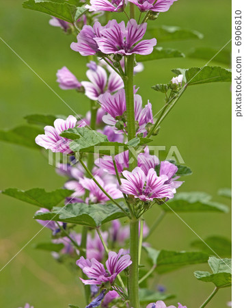 Mallow flower 6906810