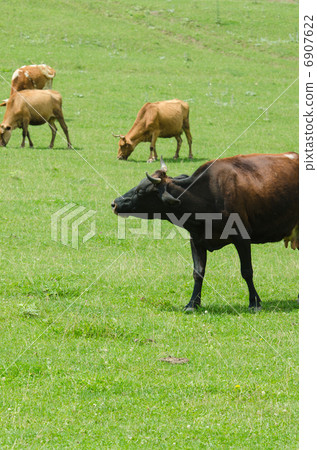 Cows grazing on the green field Cows grazing on the green field 6907622