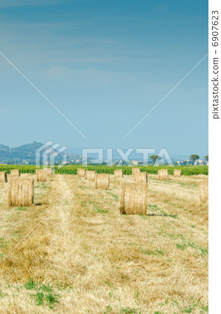 Field with rolls of hay on summer day 6907623