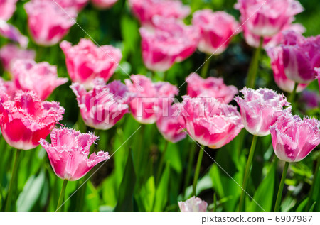 Tulip field on bright summer day Tulip field on bright summer day 6907987
