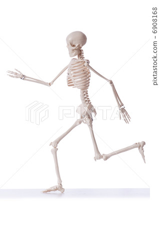 Skeleton isolated on the white background Skeleton isolated on the white background 6908168