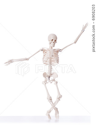 Skeleton isolated on the white background Skeleton isolated on the white background 6908203