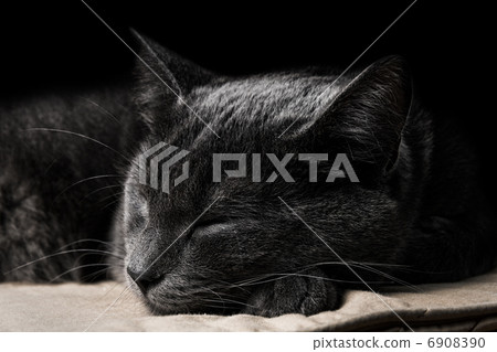 sleeping dark gray cat sleeping dark gray cat 6908390