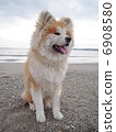 Akita dog  6908580
