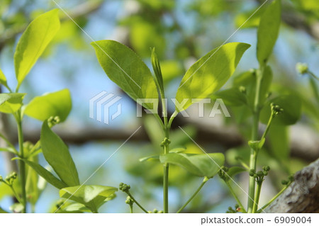 鮮綠色 鮮綠色 6909004