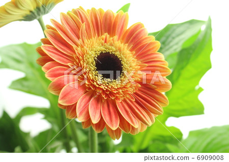 Gerbera 6909008