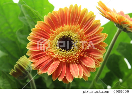 Gerbera Gerbera 6909009